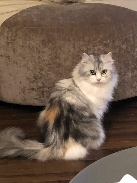 toy cat that purrs and meows